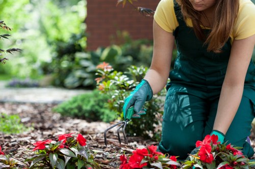 Professional garden clearance service in Hornsey